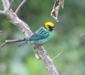 Tangara coronada / Saffron-crowned Tanager / Tangara xanthocephala (Passeriformes, Thraupidae). Fotografía: Sebastián Berrío