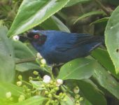 Picaflor enmascarado / Masked Flowerpiercer / Diglossa cyanea (Passeriformes, Thraupidae). Fotografía: Sebastián Berrío