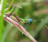 Megacheilacris sp. (Orthoptera)