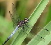 Cannaphila vibex (Odonata)