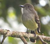 Myiarchus cephalotes Atrapamoscas montañero / Pale-edged Flycatcher / Myiarchus cephalotes (Passeriformes, Tyrannidae). Fotografía: Sebastián Berrío