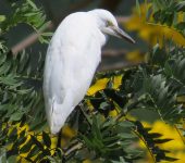 Bubulcus ibis (Pelecaniformes, Ardeidae)