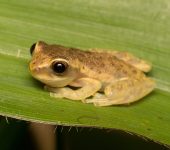 Amphibia Dendropsophus sp. (Amphibia)