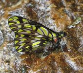Pieridae