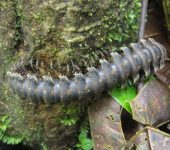 Diplopoda Barydesmus sp. (Diplopoda)