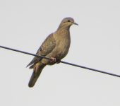 Zenaida auriculata Torcaza nagüiblanca / Eared Dove / Zenaida auriculata (Columbiformes, Columbidae). Fotografía: Jorge Cano