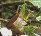 Grallaria flavotincta Tororoi pechiamarillo / Yellow-breasted Antpitta / Grallaria flavotincta (Passeriformes, Grallariidae). Fotografía: Jorge Cano