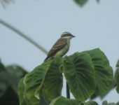 Legatus leucophaius Atrapamoscas pirata / Piratic Flycatcher / Legatus leucophaius (Passeriformes, Tyrannidae). Fotografía: Sebastián Berrío