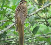Tres pies / American Striped Cuckoo / Tapera naevia (Cuculiformes, Cuculidae). Fotografía: Sebastián Berrío