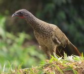 Ortalis columbiana (Galliformes, Cracidae)