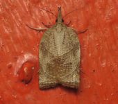 Tortricidae Tortricidae