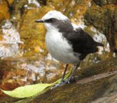 Cinclus leucocephalus Mirlo acuático / White-capped Dipper / Cinclus leucocephalus (Passeriformes, Cinclidae). Fotografía: Jorge Cano