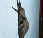 Hepialidae