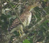 Tigrisoma fasciatum Vaco cabecinegro / Fasciated Tiger-Heron / Tigrisoma fasciatum (Pelecaniformes, Ardeidae). Fotografía: Sebastián Berrío