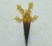Dalceridae
