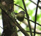 Phyllomyias nigrocapillus Mosquerito cabecinegro / Black-capped Tyrannulet / Phyllomyias nigrocapillus (Passeriformes, Tyrannidae). Fotografía: Jorge Cano