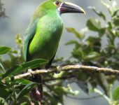 Tucancito esmeralda / Southern Emerald-Toucanet / Aulacorhynchus albivitta (Piciformes, Ramphastidae). Fotografía: Jorge Cano