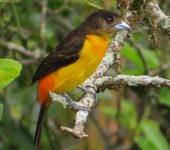 Toche candela / Flame-rumped Tanager / Ramphocelus flammigerus (Passeriformes, Thraupidae). Fotografía: Sebastián Berrío