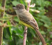 Myiarchus apicalis Atrapamoscas apical / Apical Flycatcher / Myiarchus apicalis (Passeriformes, Tyrannidae). Fotografía: Sebastián Berrío