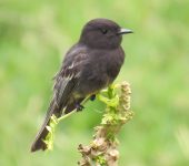 Sayornis nigricans Atrapamoscas guardapuentes / Black phoebe / Sayornis nigricans (Passeriformes, Tyrannidae). Fotografía: Sebastián Berrío