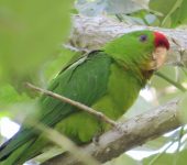 Lora frentirroja / Scarlet-fronted Parakeet / Psittacara wagleri (Psittaciformes, Psittacidae). Fotografía: Jorge Cano