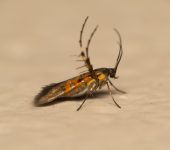 Heliodinidae