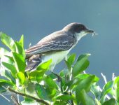 Tyrannus tyrannus Tyrannus tyrannus (Sirirí migratorio) - Eastern Kingbird