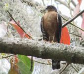 Azor cordillerano / Sharp-shinned Hawk / Accipiter striatus (Accipitriformes, Accipitridae). Fotografía: Sebastián Berrío