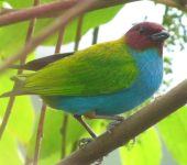 Tangara cabecirrufa / Bay-headed Tanager / Tangara gyrola (Passeriformes, Thraupidae). Fotografía: Sebastián Berrío