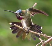 Heliomaster longirostris Picudo gorgiestrella / Long-billed Starthroat / Heliomaster longirostris (Caprimulgiformes, Trochilidae). Fotografía: Sebastián Berrío