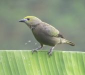Azulejo palmero / Palm Tanager / Thraupis palmarum (Passseriformes, Thraupidae). Fotografía: Sebastián Berrío