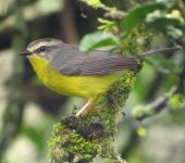 Basileuterus culicivorus Arañero cejiblanco / Golden-crowned Warbler / Basileuterus culicivorus (Passeriformes, Parulidae). Fotografía: Sebastián Berrío
