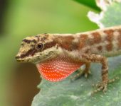 Reptilia Anolis mariarum (Reptilia clásico)