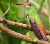 Amazilia tzacatl Amazilia colirrufo / Rufous-tailed Hummingbird / Amazilia tzacatl (Caprimulgiformes, Trochilidae). Fotografía: Sebastián Berrío