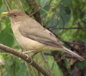 Mirla parda / Clay-colored Thrush / Turdus grayi (Passeriformes, Turdidae). Fotografía: Sebastián Berrío