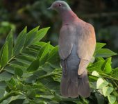Patagioenas cayennensis Torcaza morada / Pale-vented Pigeon / Patagioenas cayennensis (Columbiformes, Columbidae). Fotografía: Sebastián Berrío