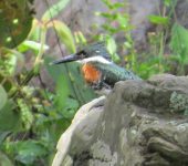Martín pescador verde / Green Kingfisher / Chloroceryle americana (Coraciiformes, Alcedinidae). Fotografía: Sebastián Berrío