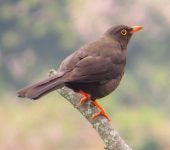 Mirla patinaranja / Great Thrush / Turdus fuscater (Passeriformes, Turdidae). Fotografía: Sebastián Berrío