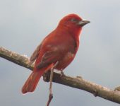 Piranga flava Piranga bermeja / Hepatic Tanager / Piranga flava (Passeriformes, Cardinalidae). Fotografía: Sebastián Berrío