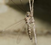 Ululodes sp. (Neuroptera)