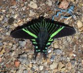 Uraniidae