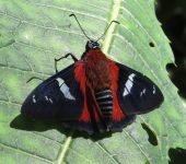 Hesperiidae