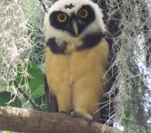Pulsatrix perspicillata (Strigiformes, Strigidae)