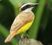 Pitangus sulphuratus Bichofué / Great Kiskadee / Pitangus sulphuratus (Passeriformes, Tyrannidae). Fotografía: Jorge Cano