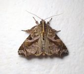 Noctuidae