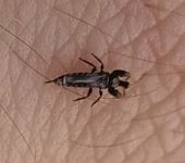 Thysanoptera (Arañuelas)