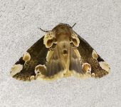 Drepanidae Thyatira sp. (Lepidoptera, Drepanidae, Thyatirinae). Fotografía: Sebastián Berrío