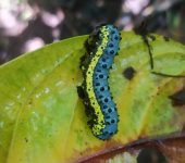 Lobeza medina (Insecta, Lepidoptera, Notodontidae) - Bioexploradores