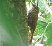 Xiphorhynchus triangularis Trepatroncos perlado / Olive-backed Woodcreeper / Xiphorhynchus triangularis (Passeriformes, Furnariidae). Fotografía: Sebastián Berrío