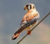 Cernícalo americano / American Kestrel / Falco sparverius (Falconiformes, Falconidae). Fotografía: Sebastián Berrío